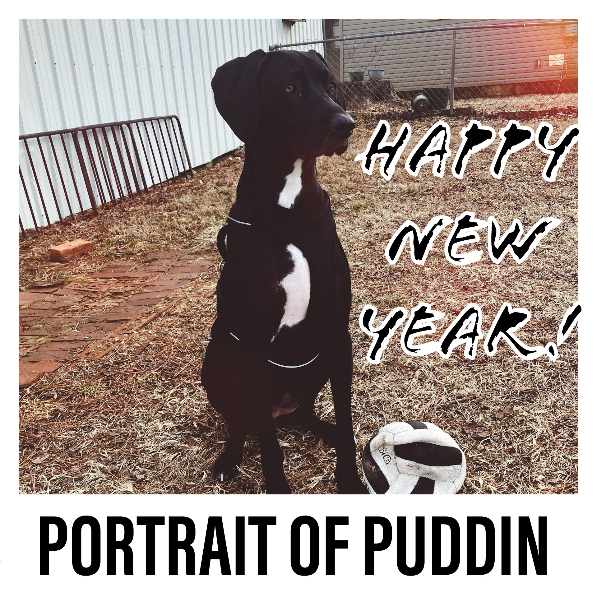 Portrait of Puddin shared on my Reddit Community r/Deep_South #ITisandiamIT