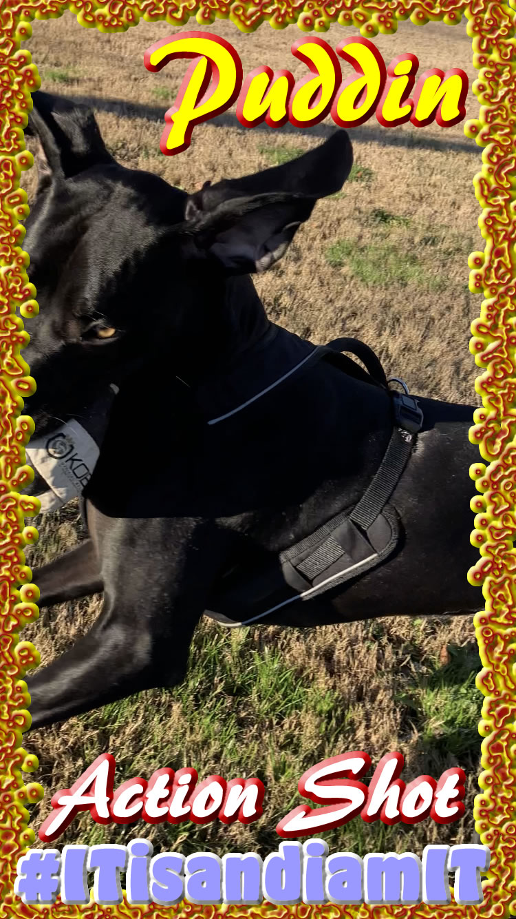 Puddin is Docs Bull Mastiff/ Weimaraner Mix hunting, Guard Dog, and Doc shares his Walks.