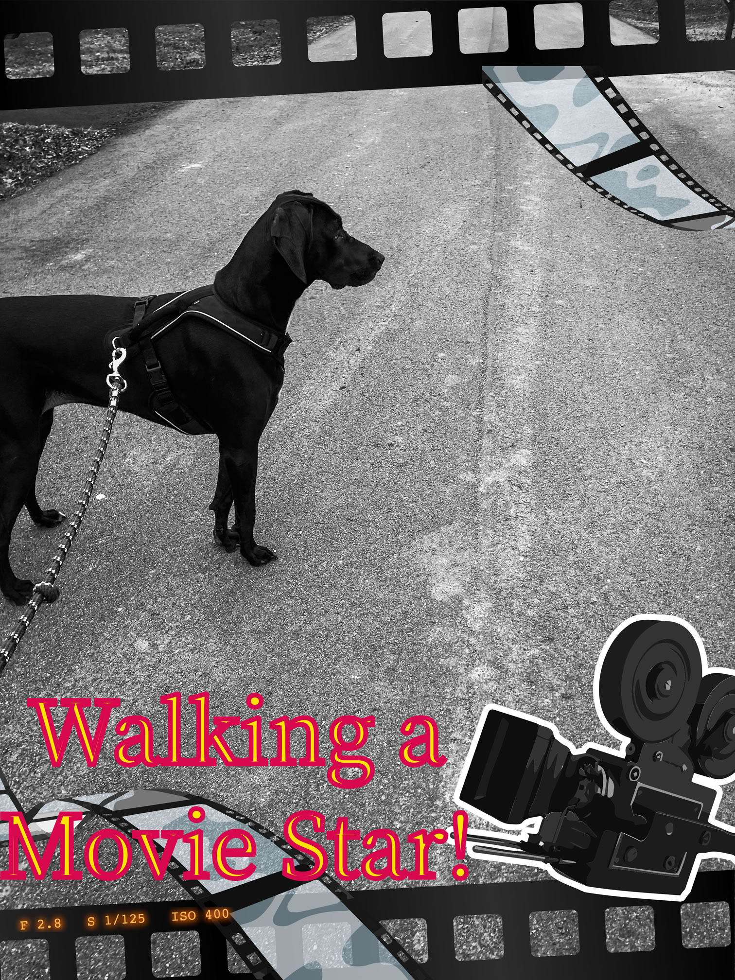 WALKING A MOVIE STAR Puddins Daily Life is a Documentary about Her Daily Life in the Deep South.