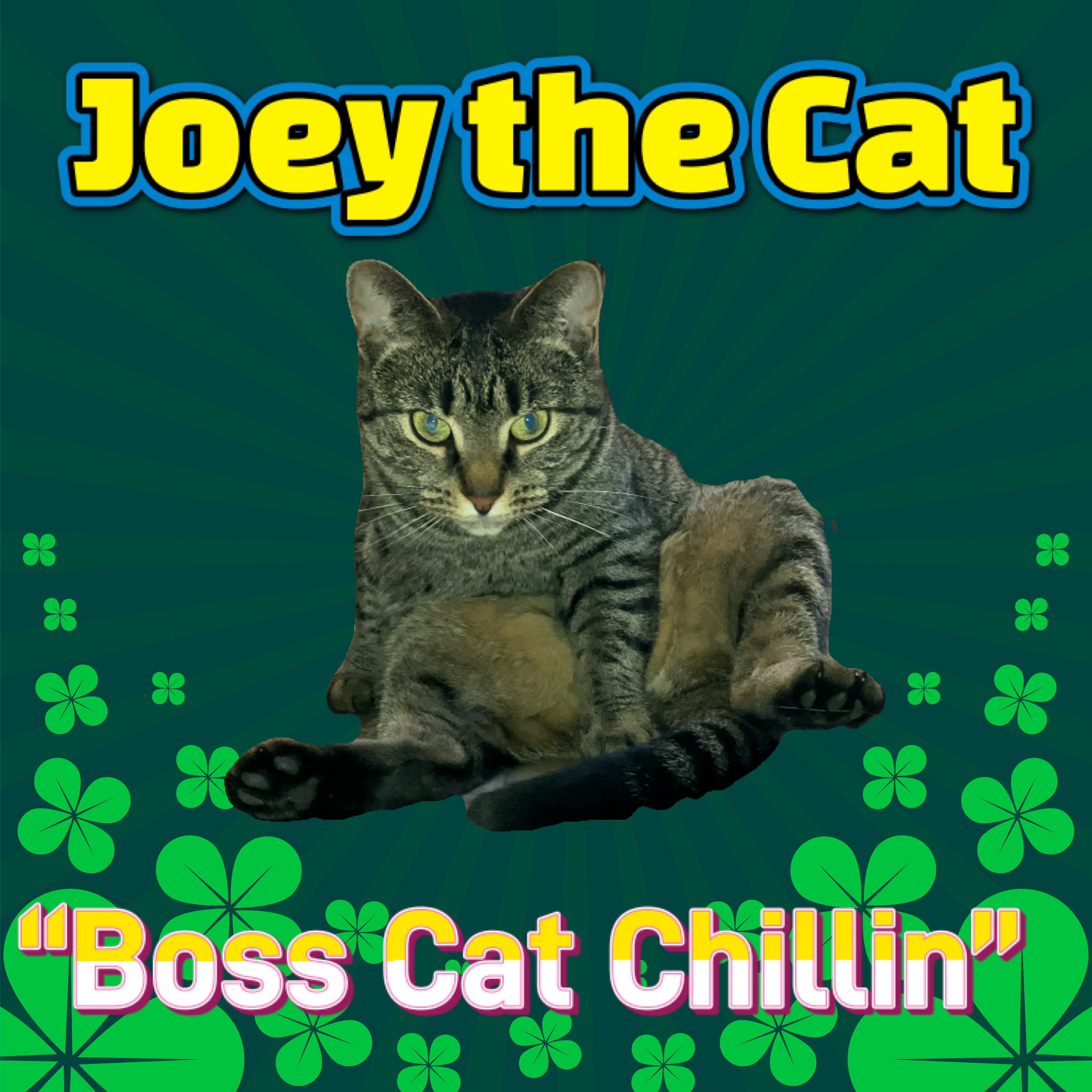 Joey the Cat the Famous Social Media Cat who everyone is talking about