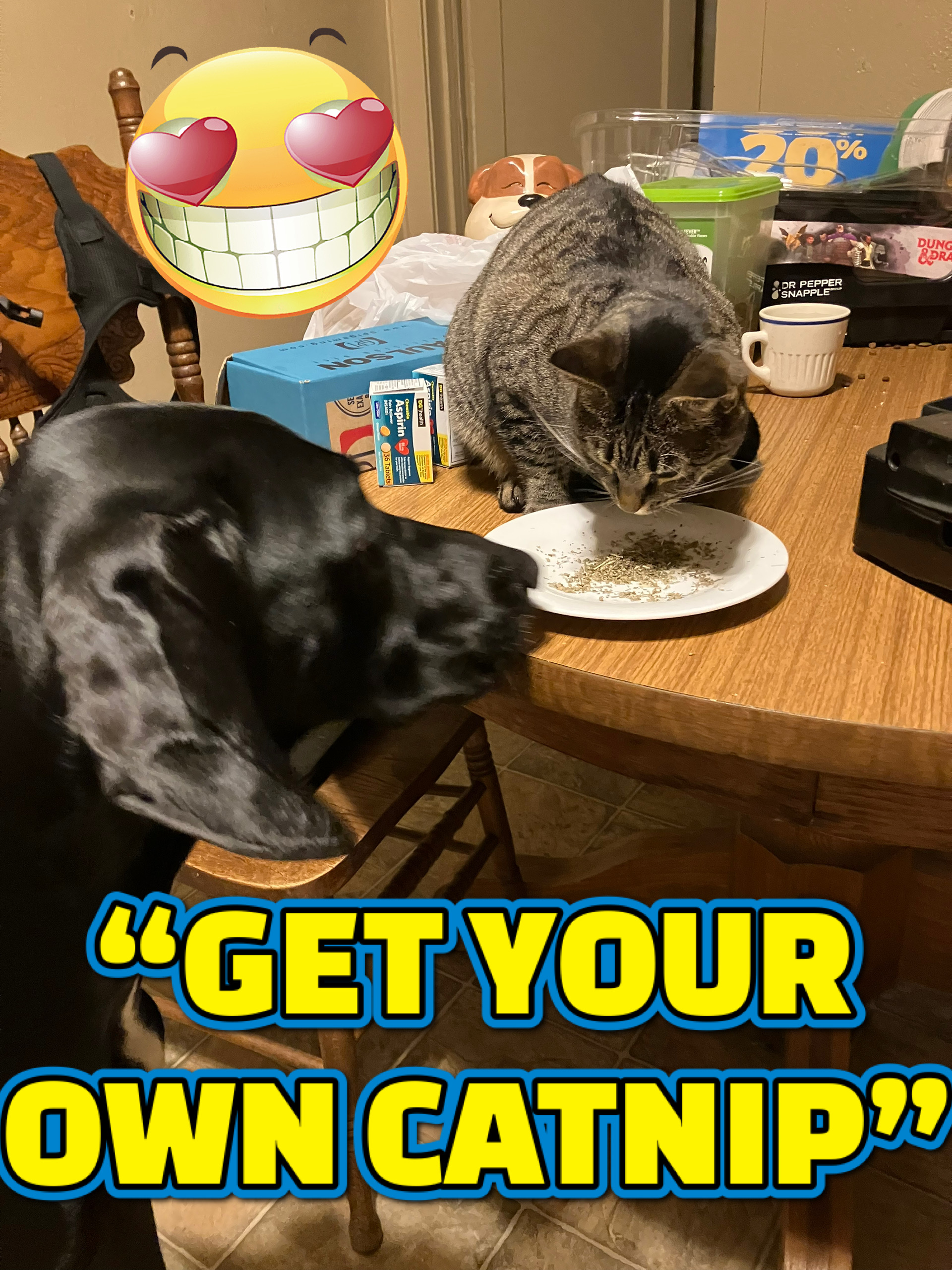 GET YOUR OWN CATNIP picture of Puddin and Joey the Cat.