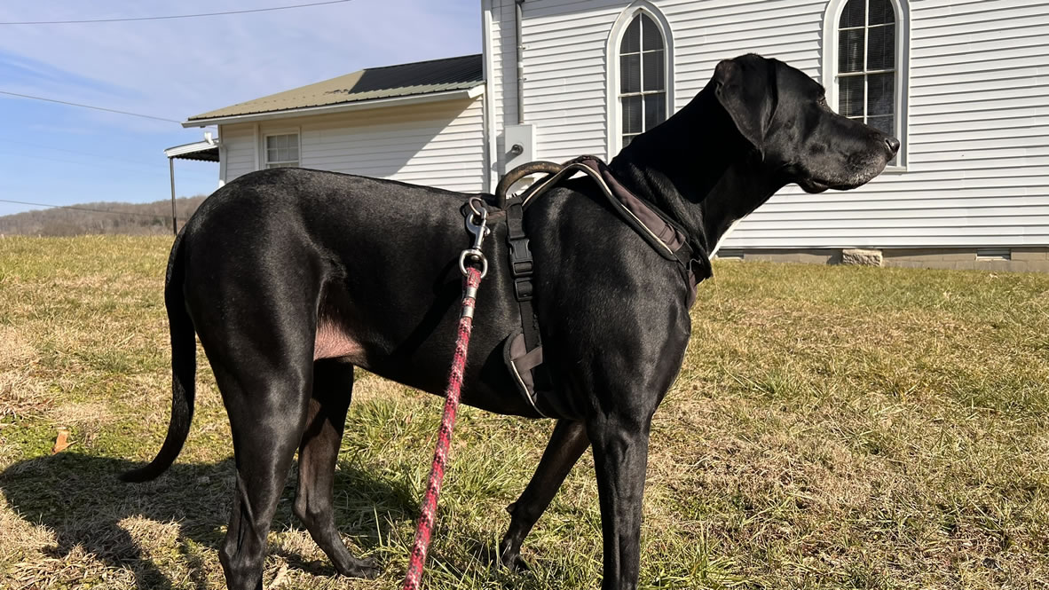 Puddin Poses in on the Side of Loves Church of Christ in Bedford County Tennessee