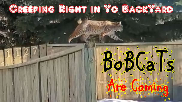 bobcats_coming.jpg