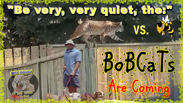 Bobcats are coming!  Grundy County Yellow Jackets vs Giles County Bobcats