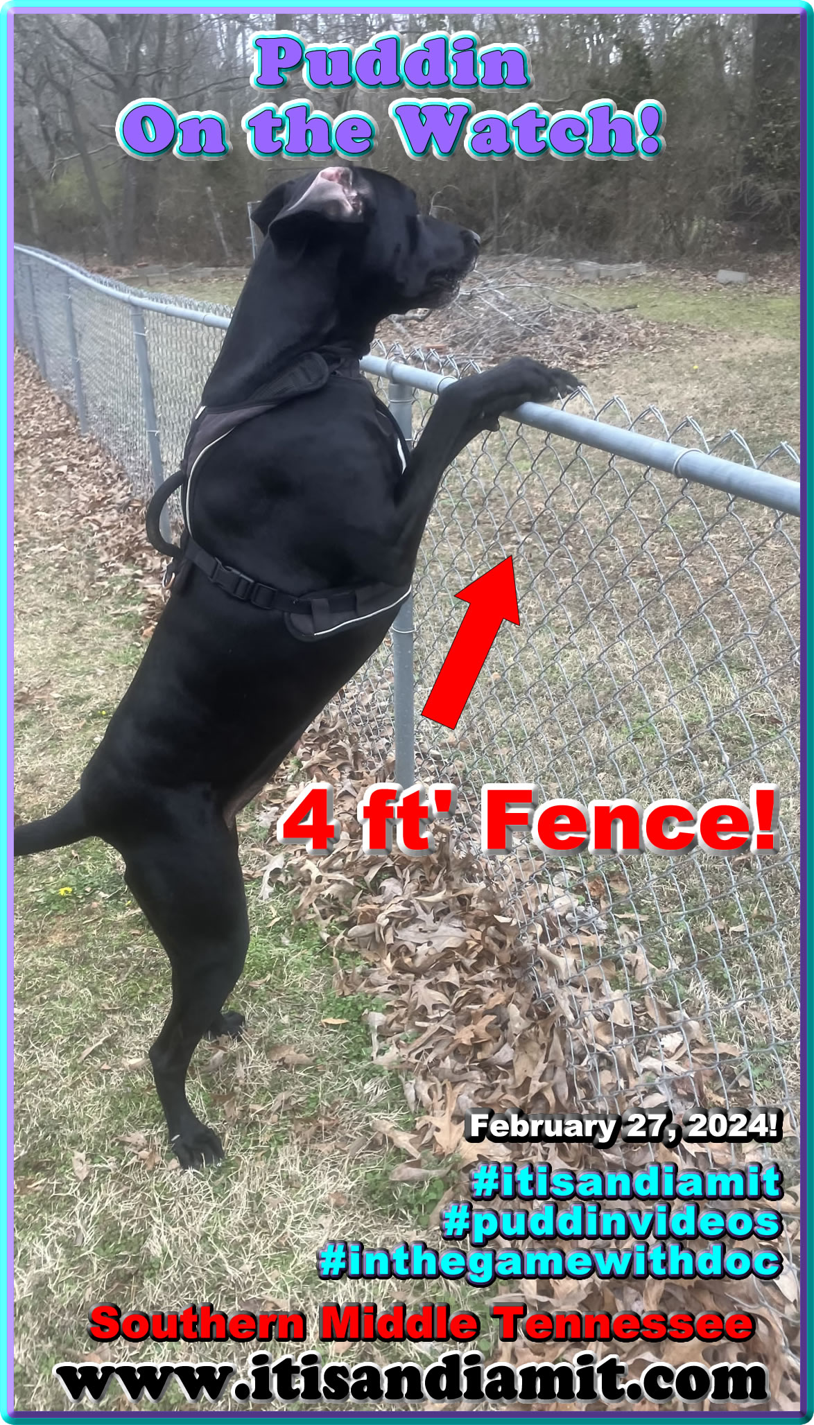 Puddin is a massive dog, as you can see her paws on the 4 foot fence.  #puddinvideos