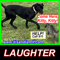 Joey the Cat and Puddin Playing . Click to view
