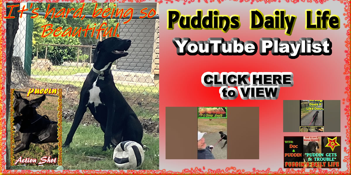 Click to view Videos on YouTube Channel @ITisandiamIT Puddins Daily Life  Playlist