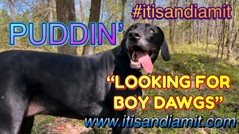 PUDDIN' is LOOKING FOR BOYDAWGS