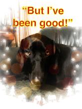 Puddins Daily Life ALL ABOUT SUPER STAR DOG PUDDIN aka SHADOW THE BLACK GHOST